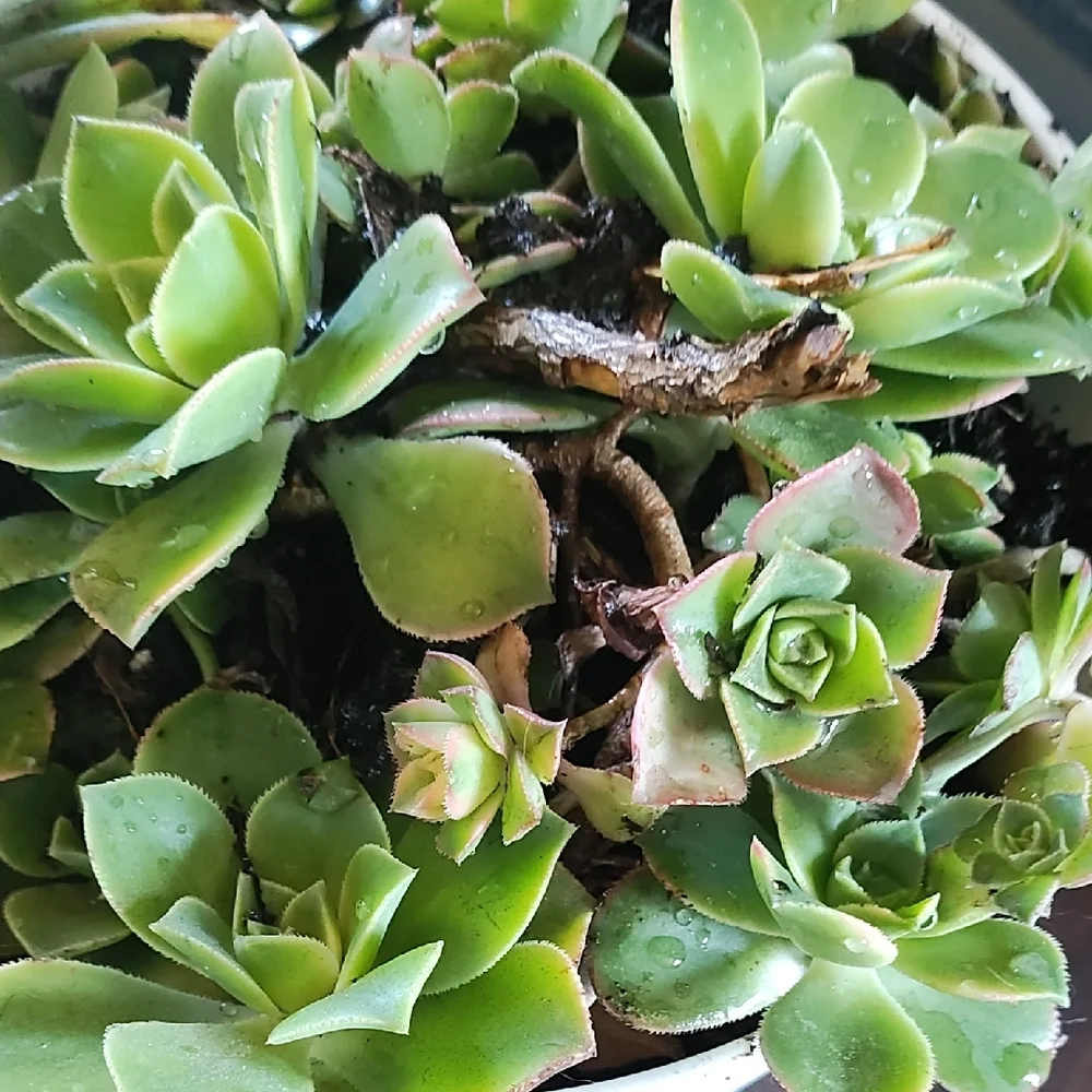 White Planter with Green Succulents